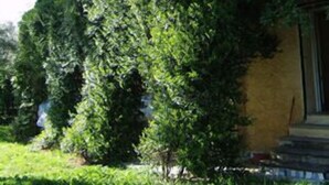 Property grounds - In Centro - Mutino (Massarosa)