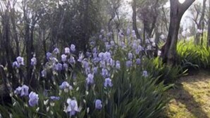 Garden - In Centro - Mutino (Massarosa)