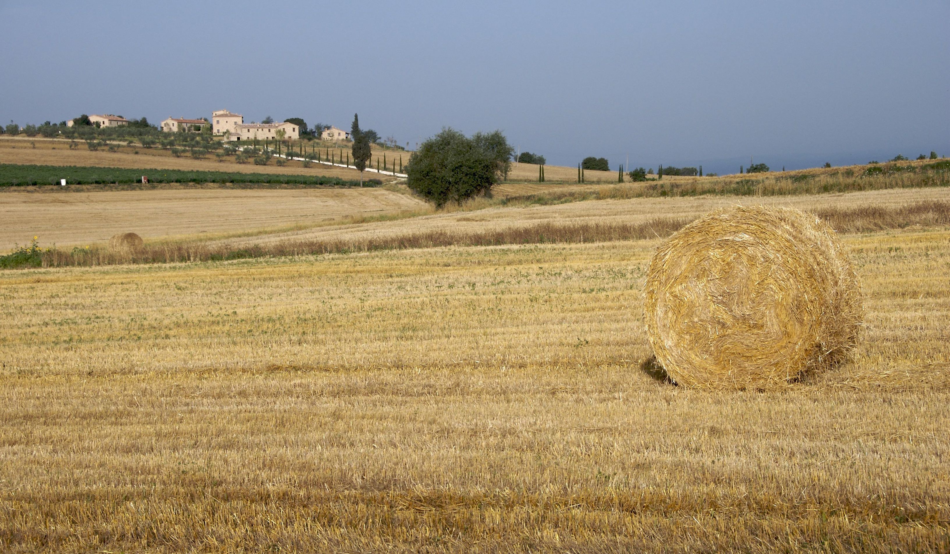 A rural landscape with a large hay bale in a field, a tree, and distant buildings.
