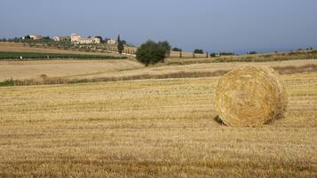 A rural landscape with a large hay bale in a field, a tree, and distant buildings.