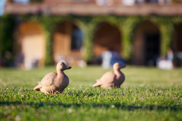 Dos patos en un césped con un edificio al fondo.
