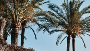 A thatched structure with palm trees in the background. - Prinsotel La Dorada (Muro)