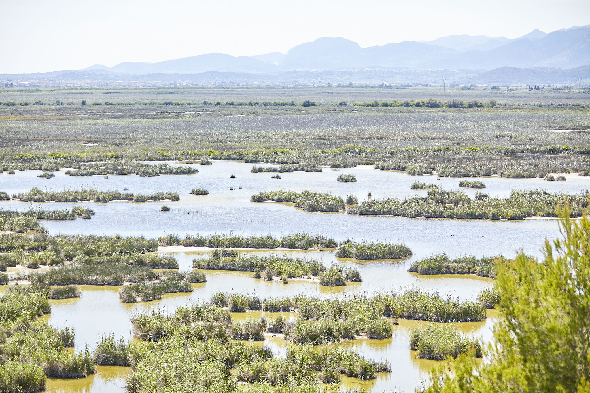 Foto - Prinsotel La Dorada & Spa