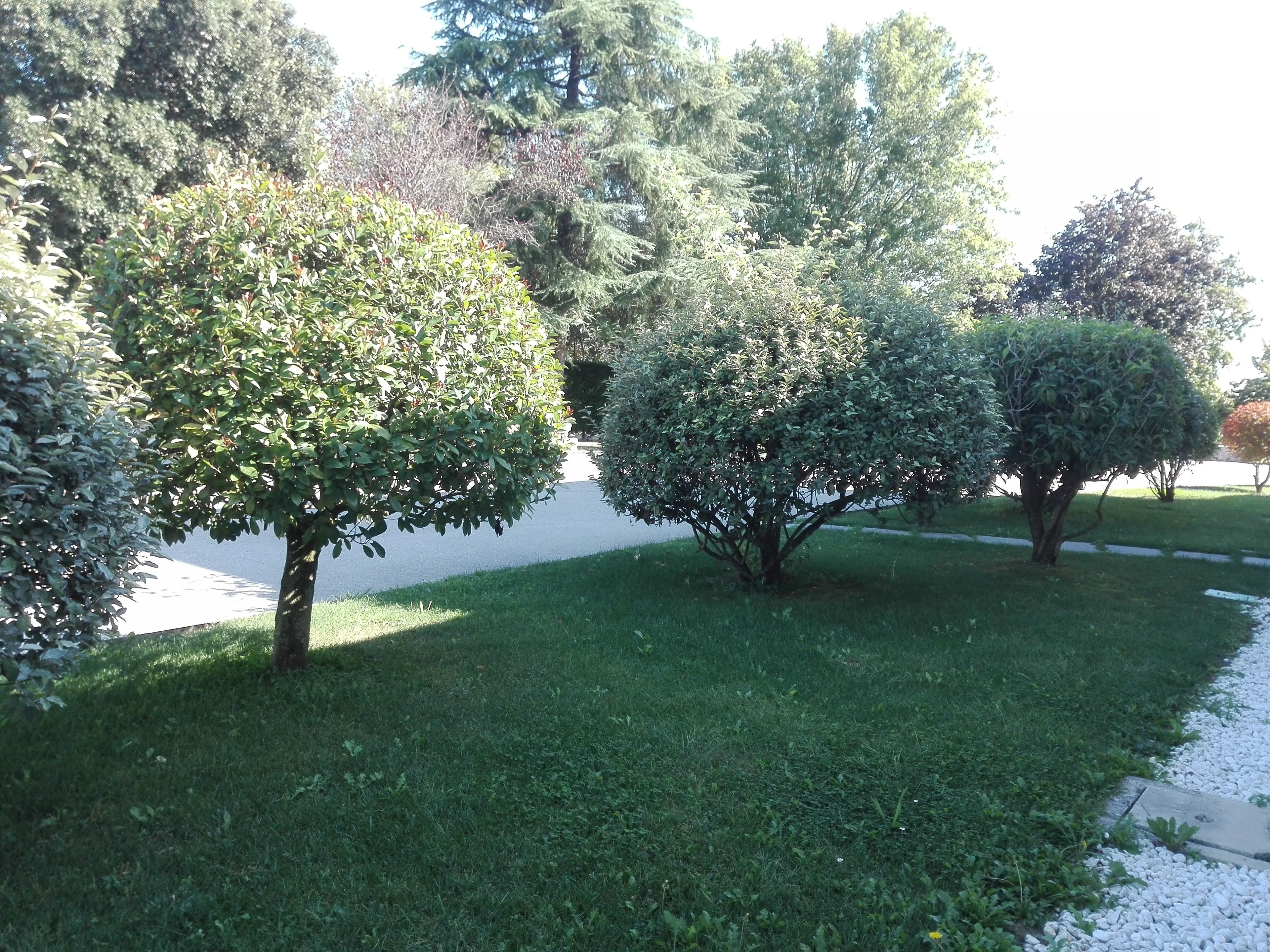 A well-maintained grassy area with several neatly trimmed trees and a paved path.