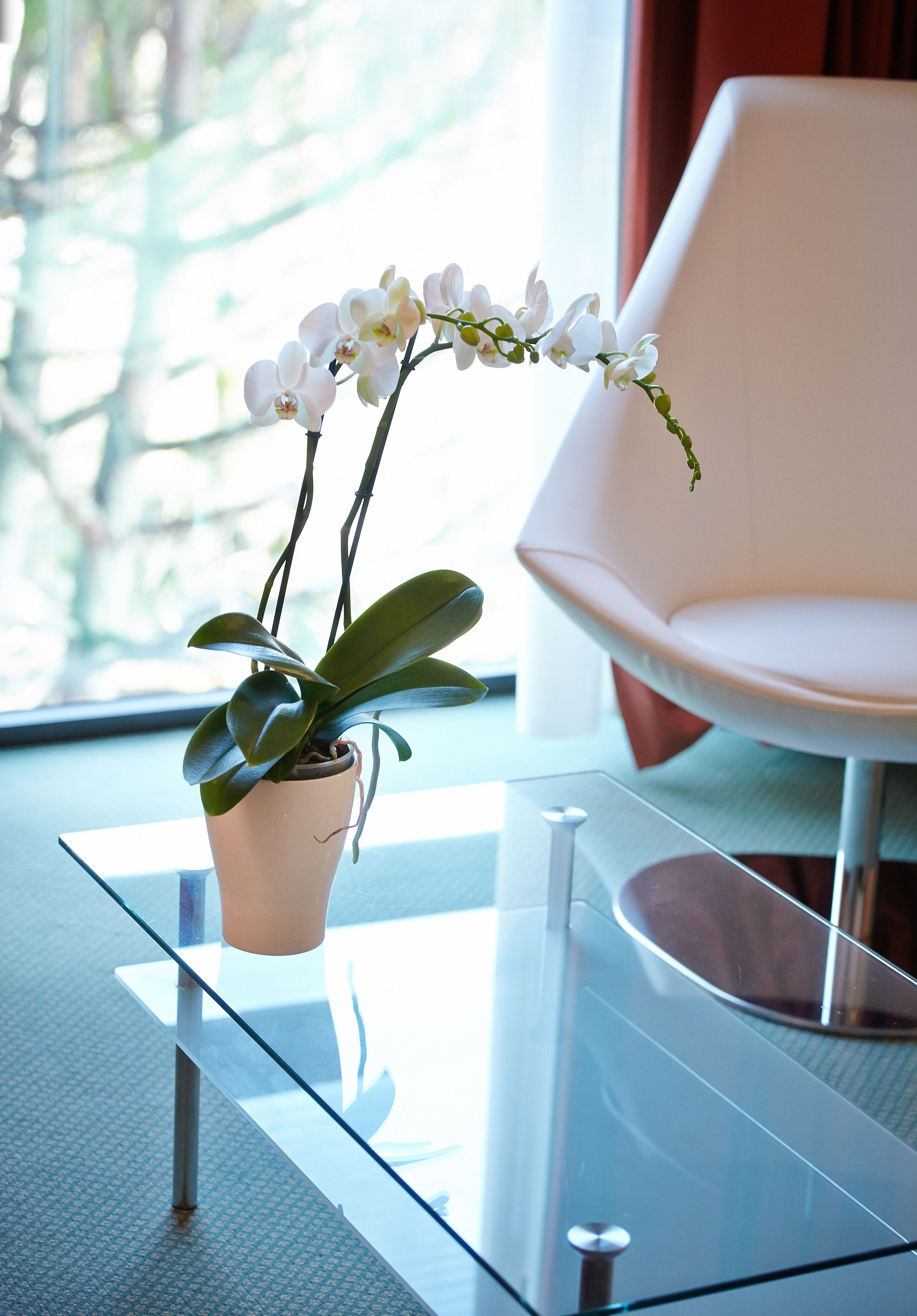 Une orchidée en pot, posée sur une table en verre, avec une chaise moderne en arrière-plan.