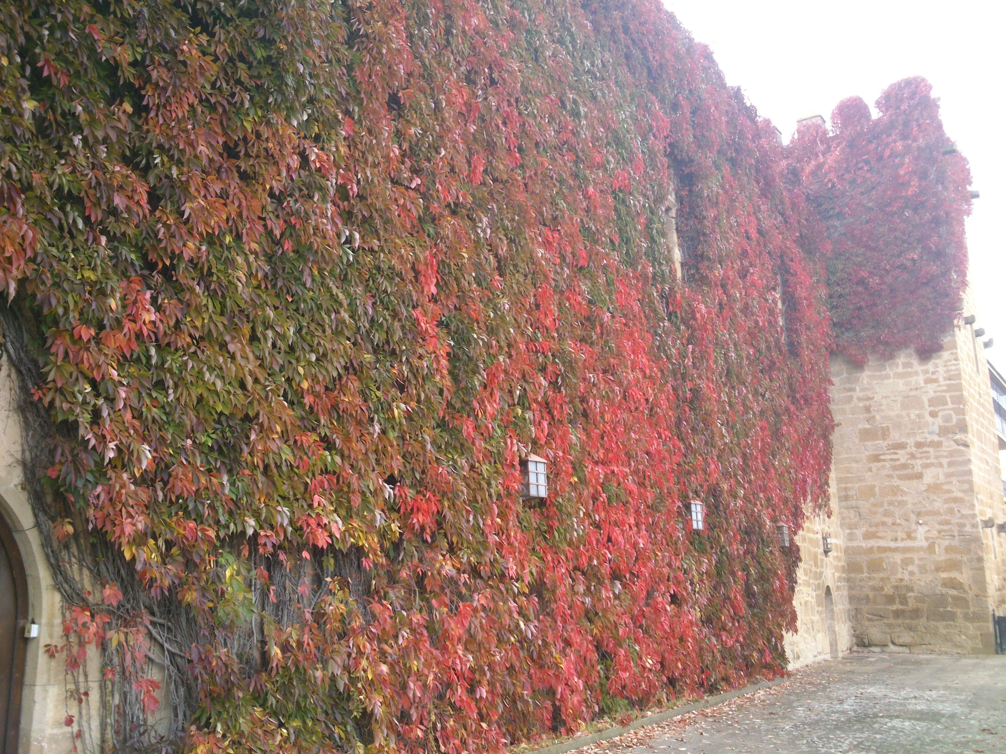 outdoor wedding area