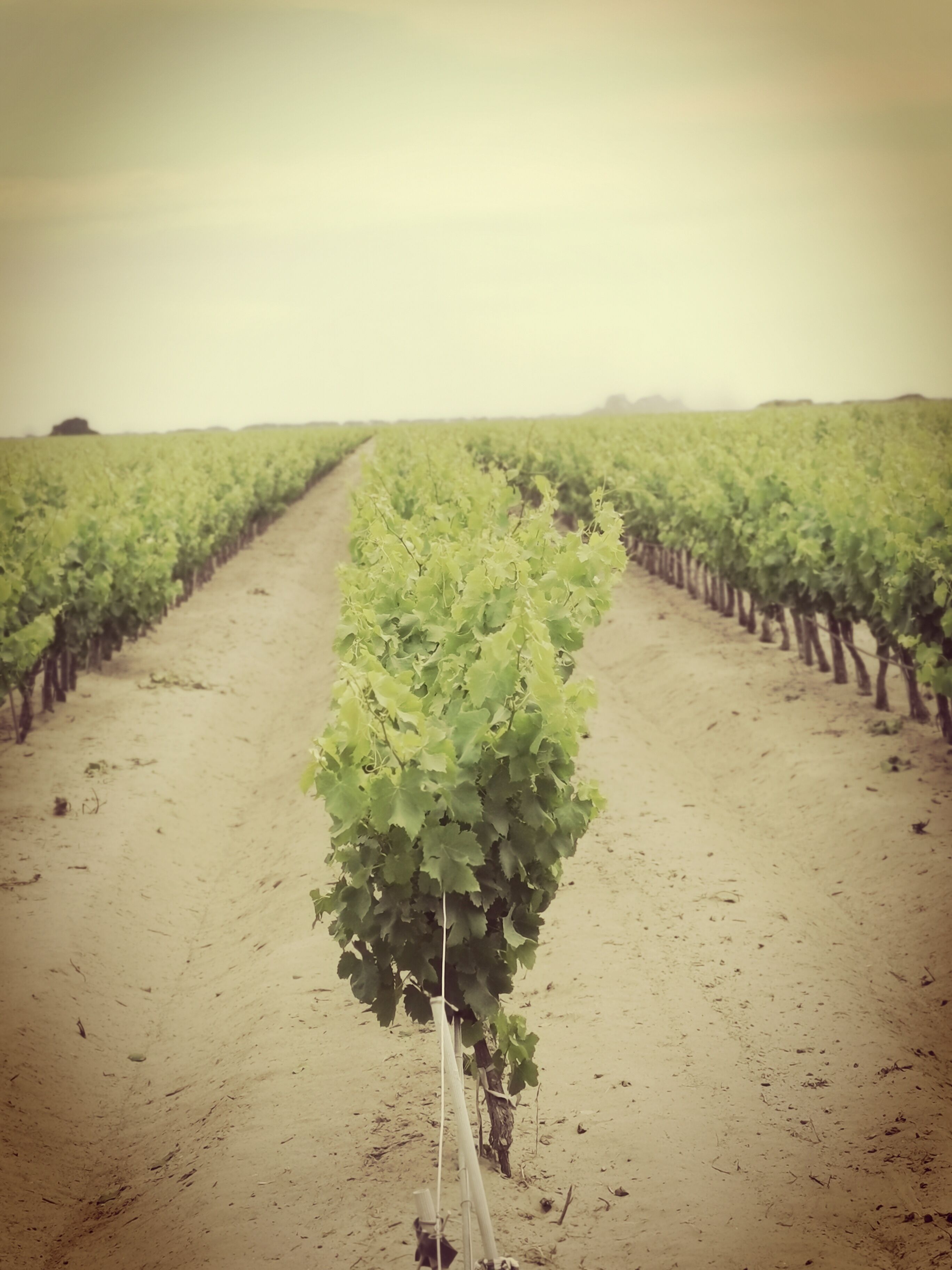 vineyard