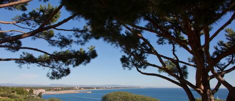 A coastal landscape with a prominent tree in the foreground, a clear blue sky, and a distant view of the sea and buildings.