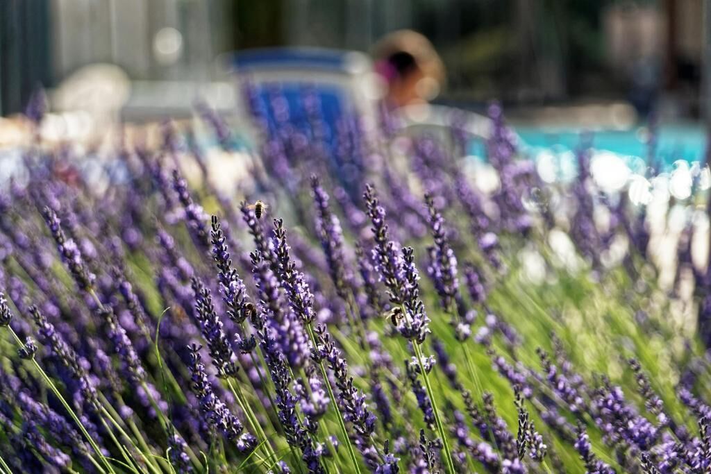 A field of lavender with a blurred background.