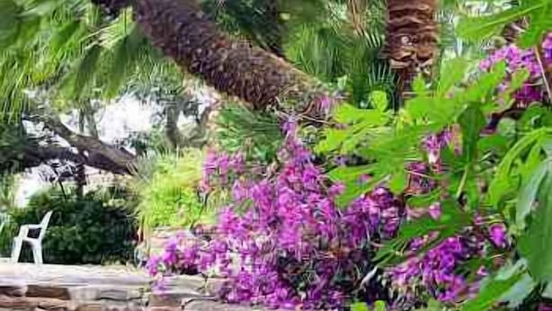 A stone pathway leading to a seating area surrounded by lush greenery and purple flowers. - Hôtel Paradis (Bormes-Les-Mimosas)