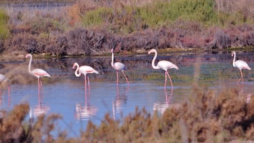 Un grupo de flamencos de pie en aguas poco profundas, con reflejos visibles.
