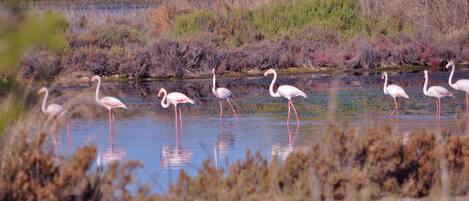 A group of flamingos standing in shallow water with reflections visible.