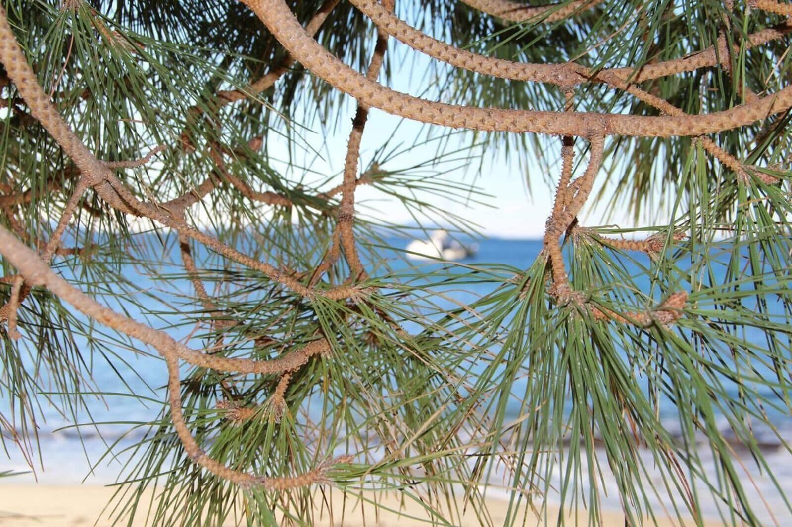 Un gros plan de branches de pin, avec une plage et l’océan en arrière-plan.