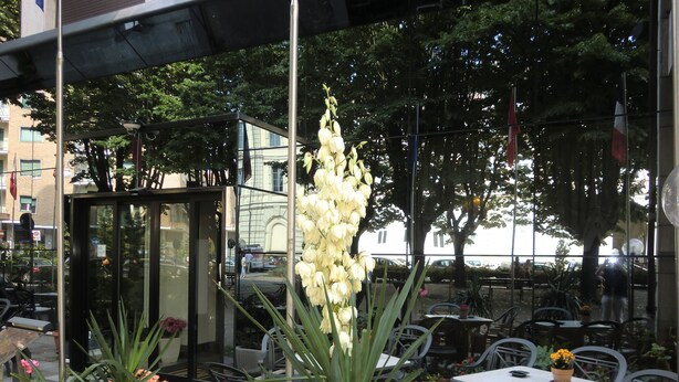 An outdoor cafe with tables and chairs, surrounded by potted plants and a large white flower in the foreground. - Ariston (Acqui Terme)
