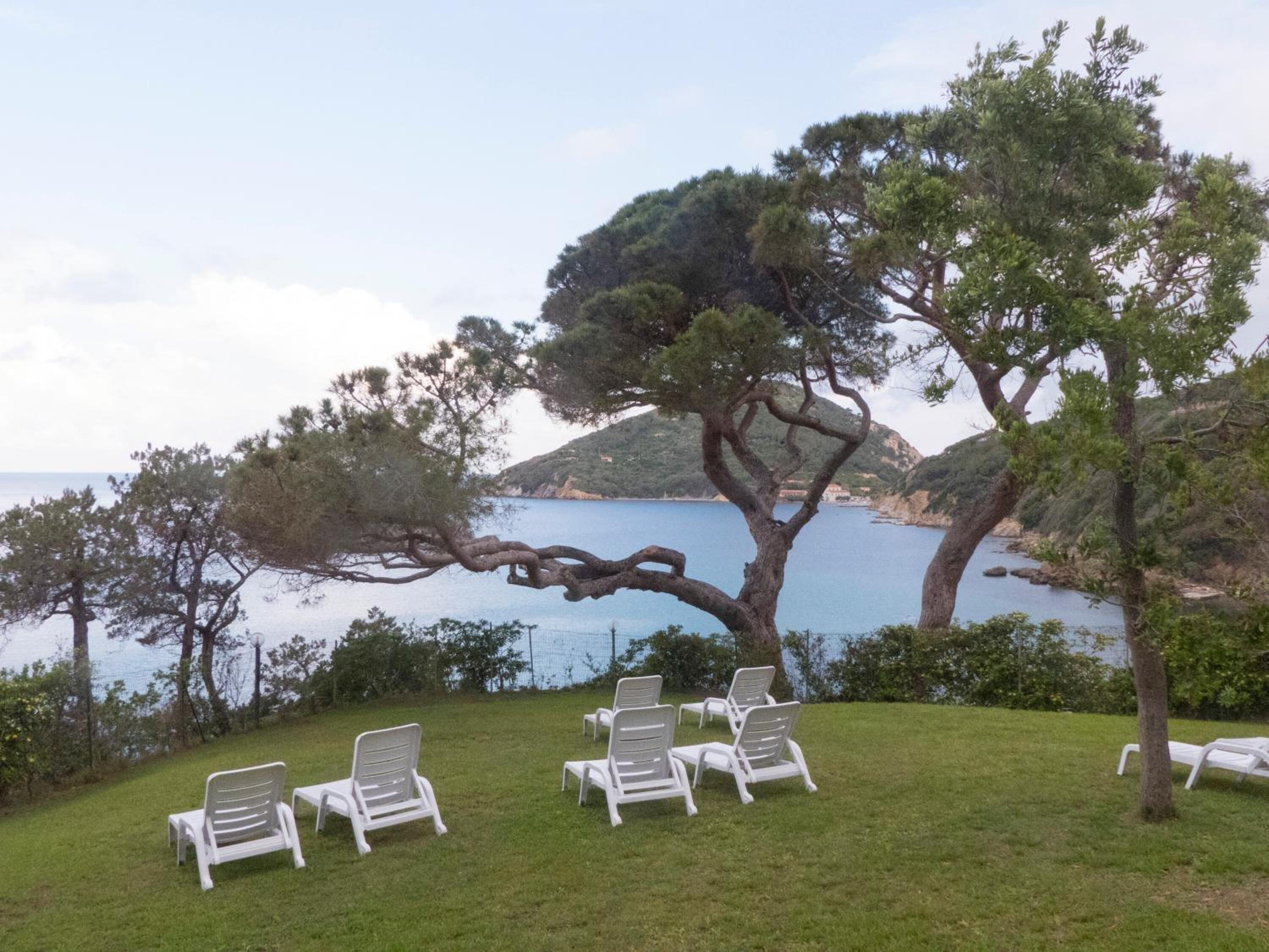 A grassy area with white lounge chairs and a large tree.