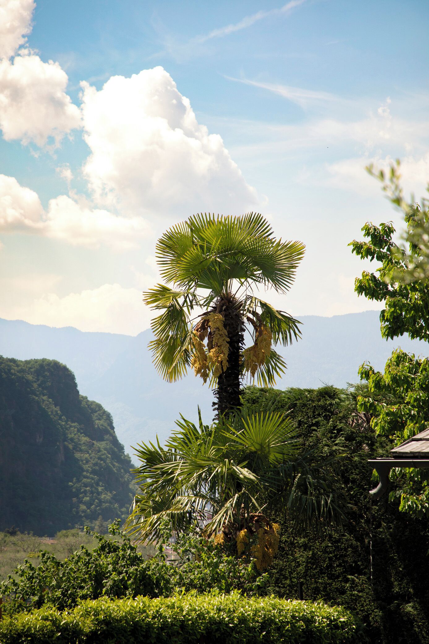 A tropical landscape with a prominent palm tree, lush greenery, and distant mountains.