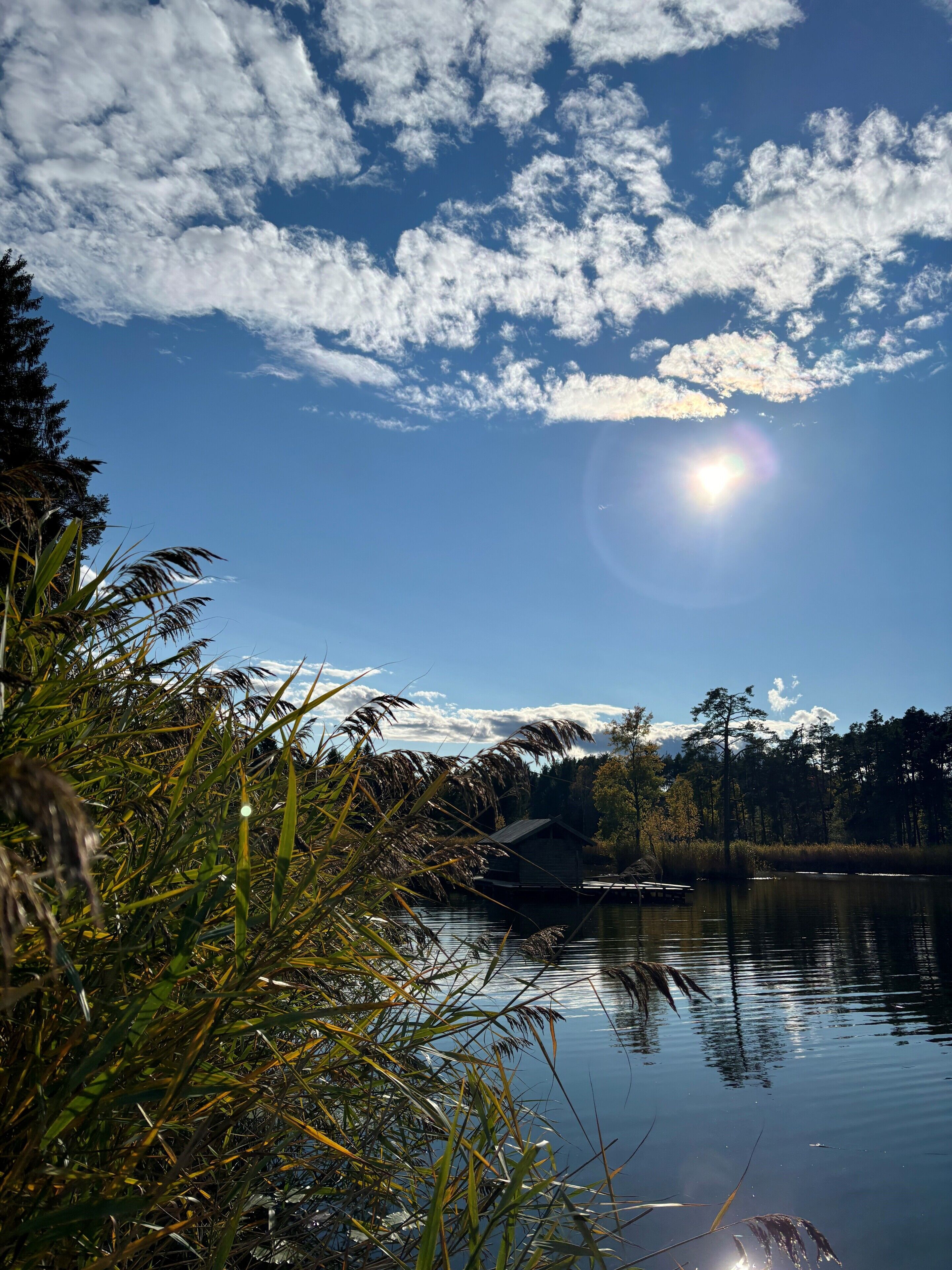 A serene lakeside view with a wooden dock extending into the water, surrounded by dense vegetation and a clear sky.