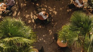 Un espace de restauration en plein air, doté de nombreuses tables et chaises, entouré d’une végétation luxuriante et de palmiers.