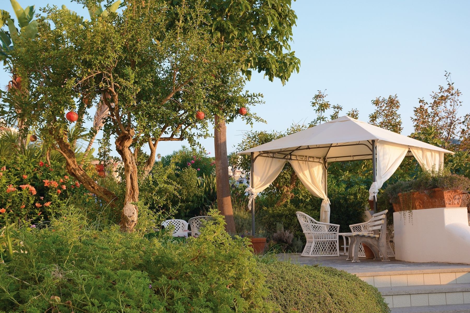 A garden with a gazebo, white chairs, and pomegranate trees.