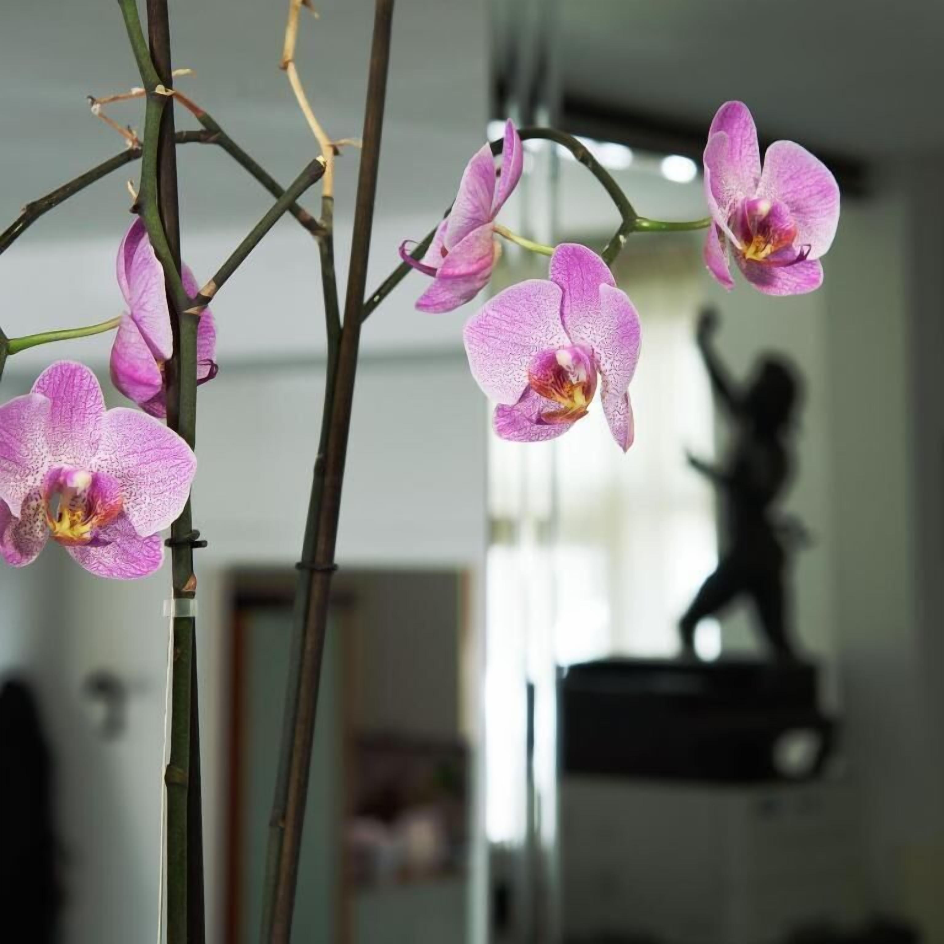 A potted orchid with pink flowers in a room with a statue in the background.