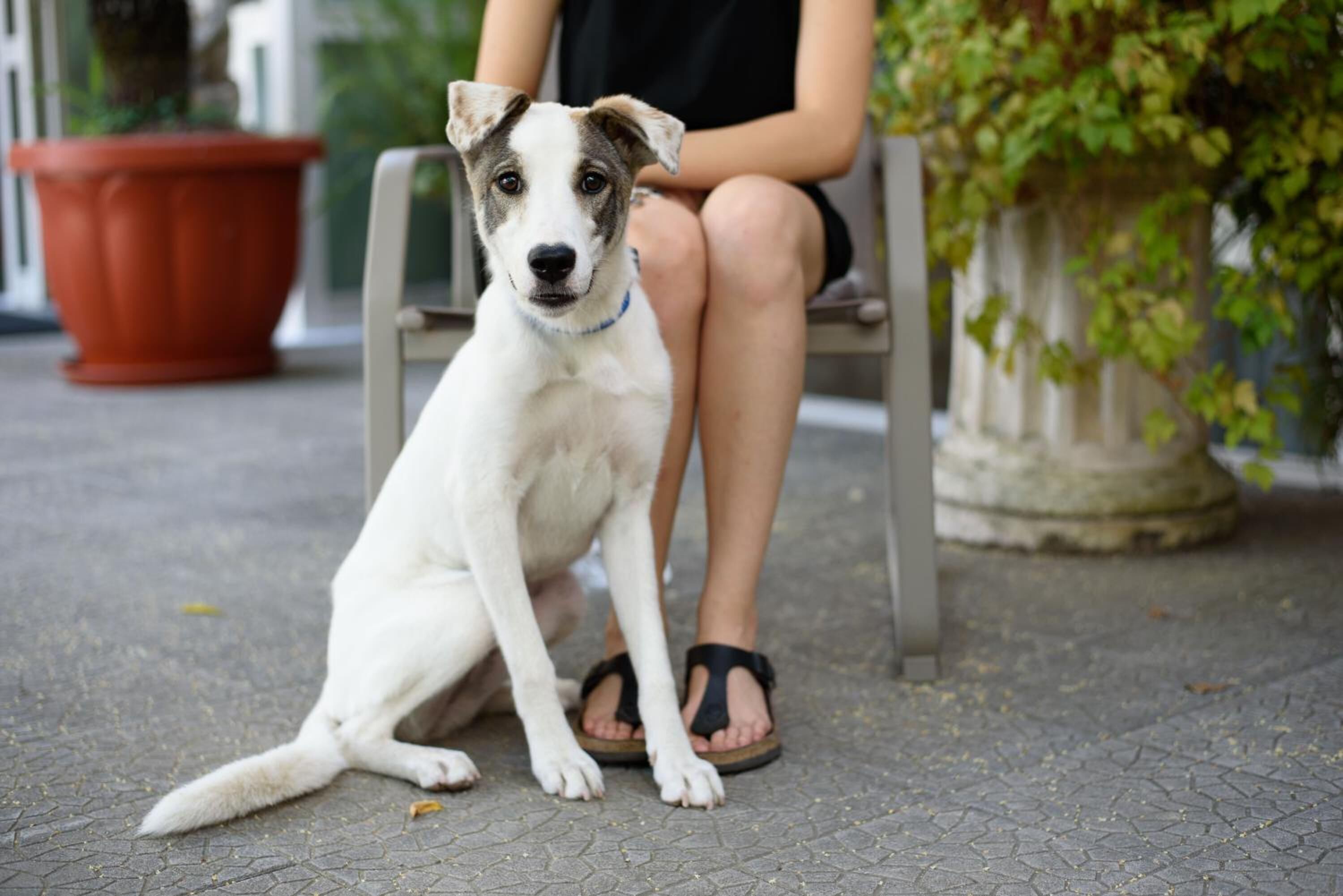 Ein weißer Hund sitzt auf einem Kachelboden neben einer Person, die schwarze Sandalen trägt.