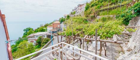 A hillside with a vineyard, a stone wall, and a building with a red roof.