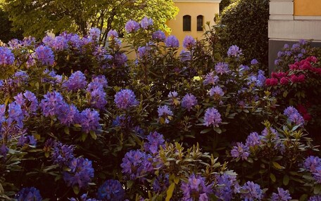 A building with a bell tower, surrounded by lush greenery and flowering plants.