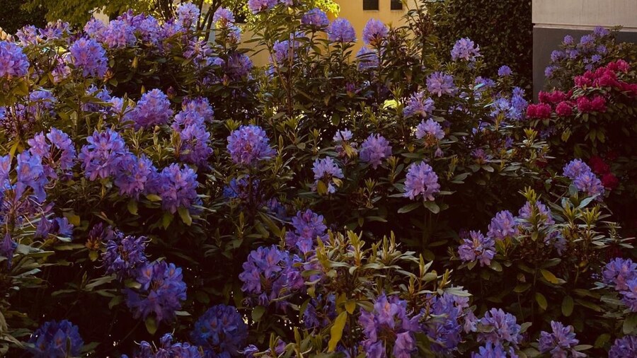 Hotel Villa Malpensa