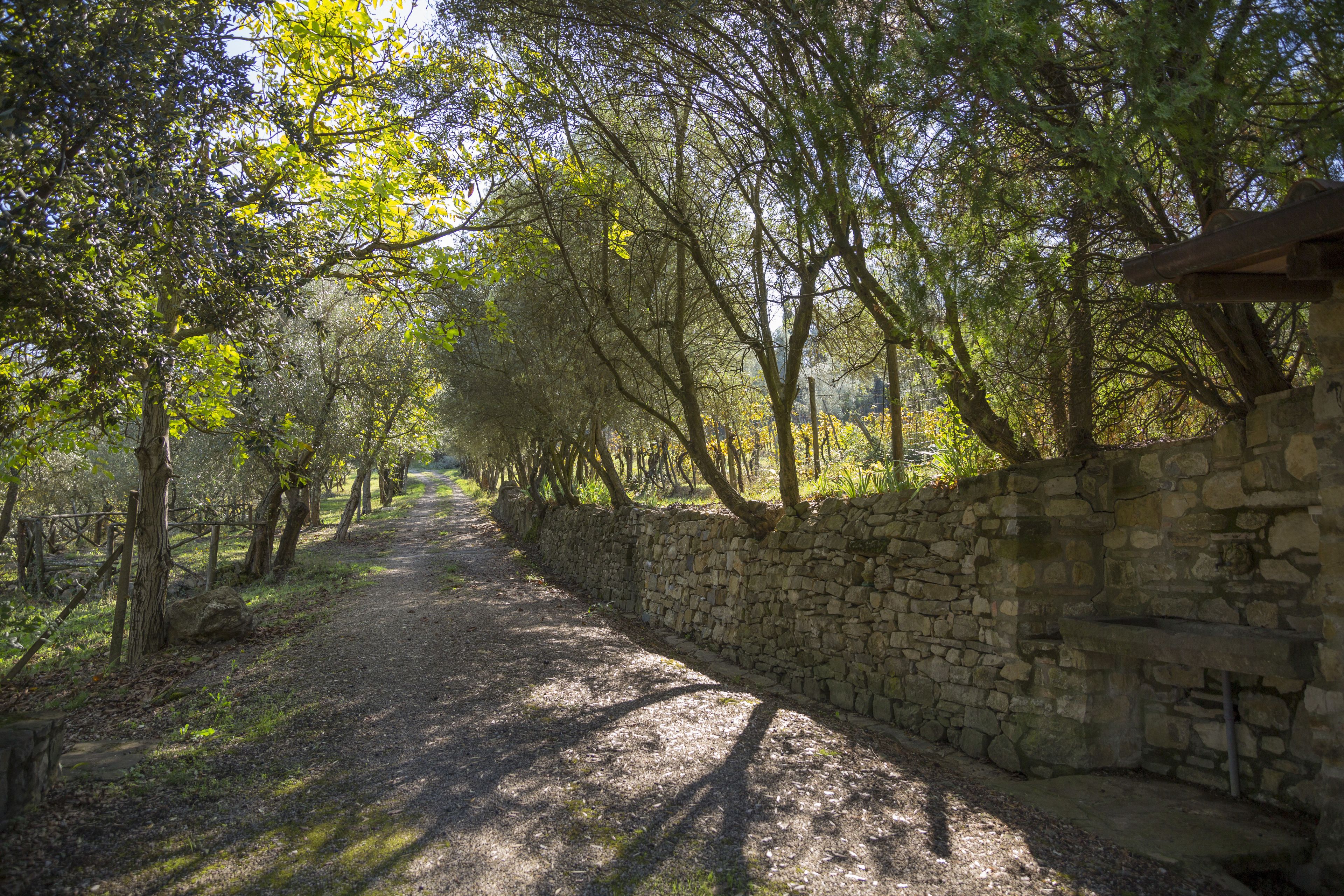 Un sendero bordeado de muros de piedra en un área boscosa, con árboles proyectando sombras sobre el suelo.