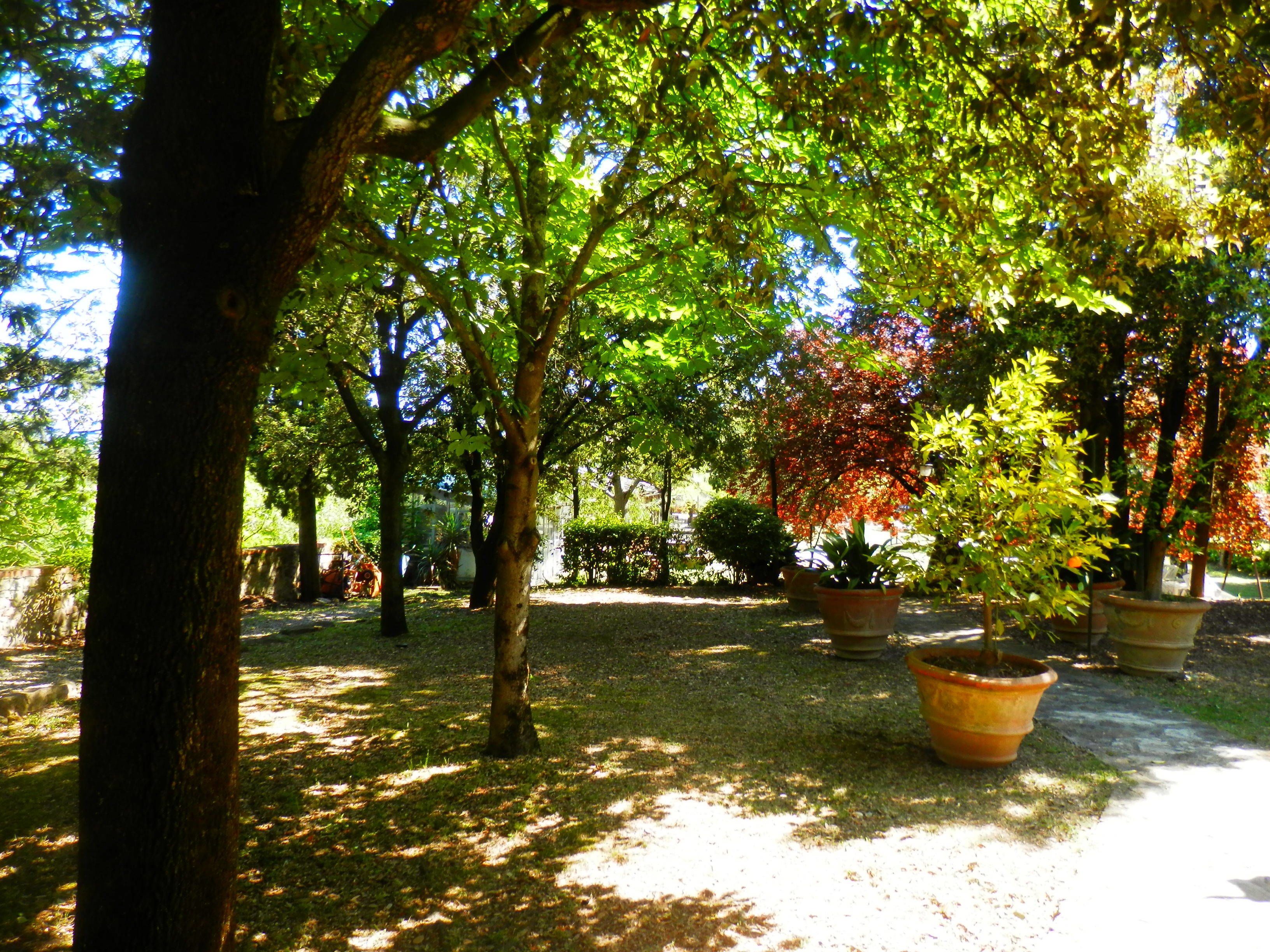 Un jardin avec différents arbres et plantes en pot.