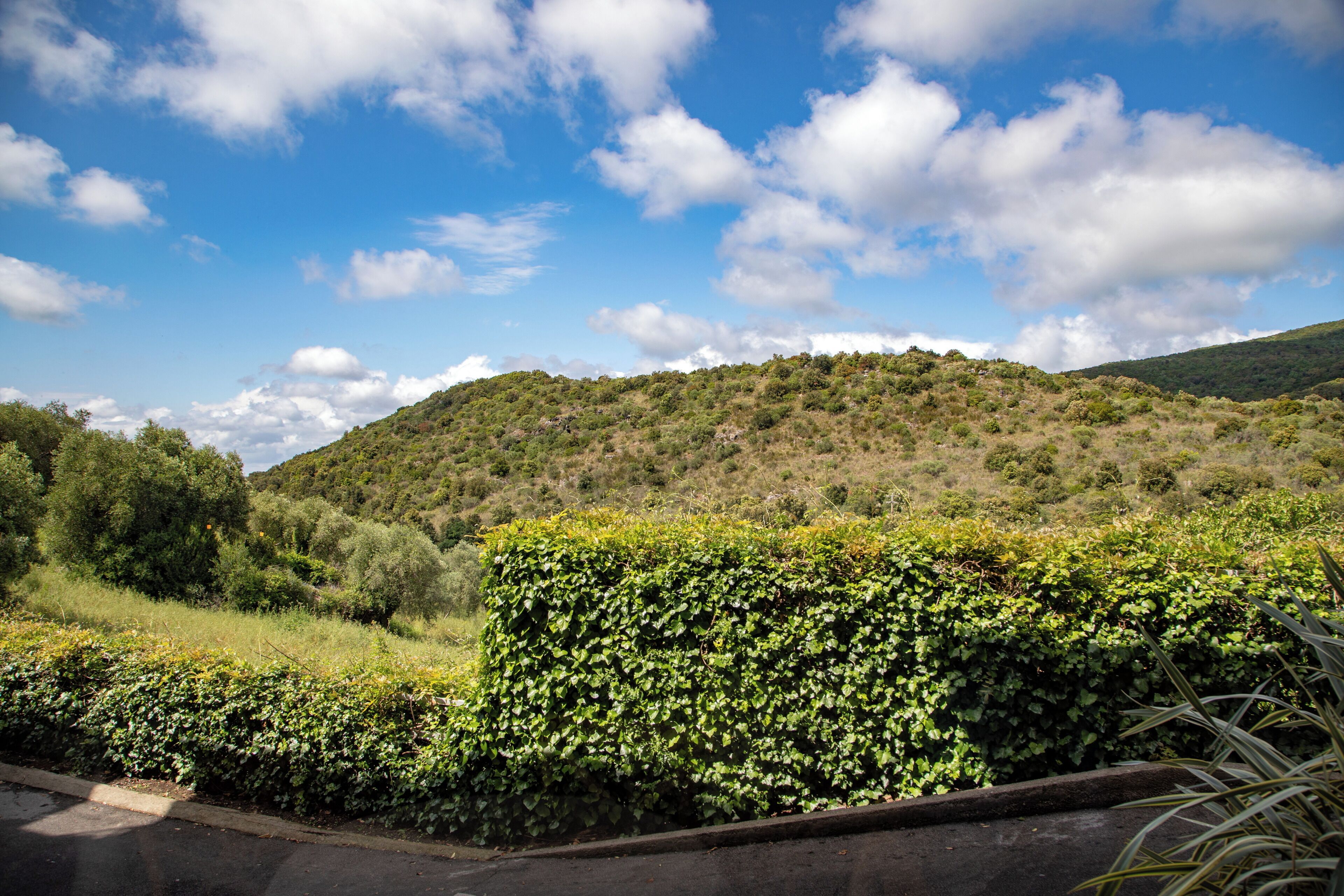 A landscape with a road, green vegetation, and a hill in the background.