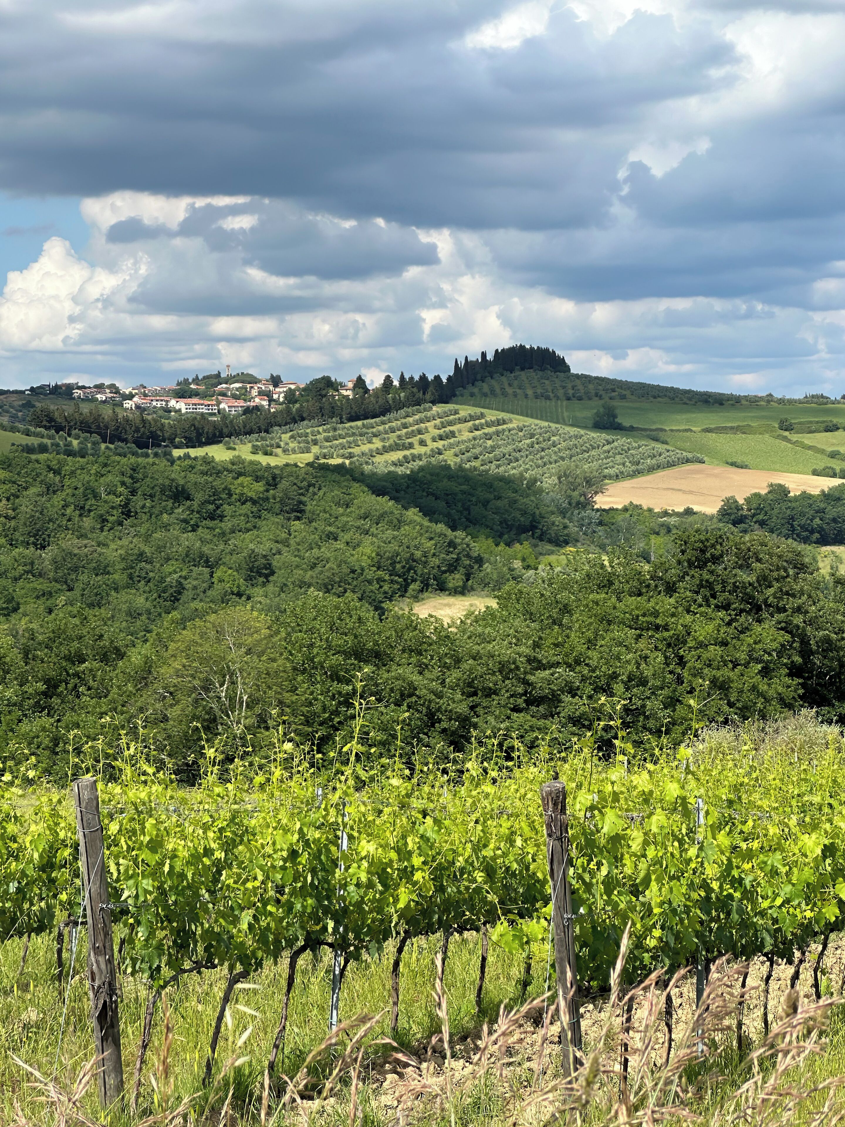 Ein Weinberg mit Rebenreihen und sanften Hügeln im Hintergrund sowie einem Dorf.