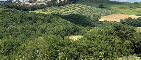 Un vignoble avec des rangées de vignes, et en arrière-plan, des collines ondoyantes et un village.