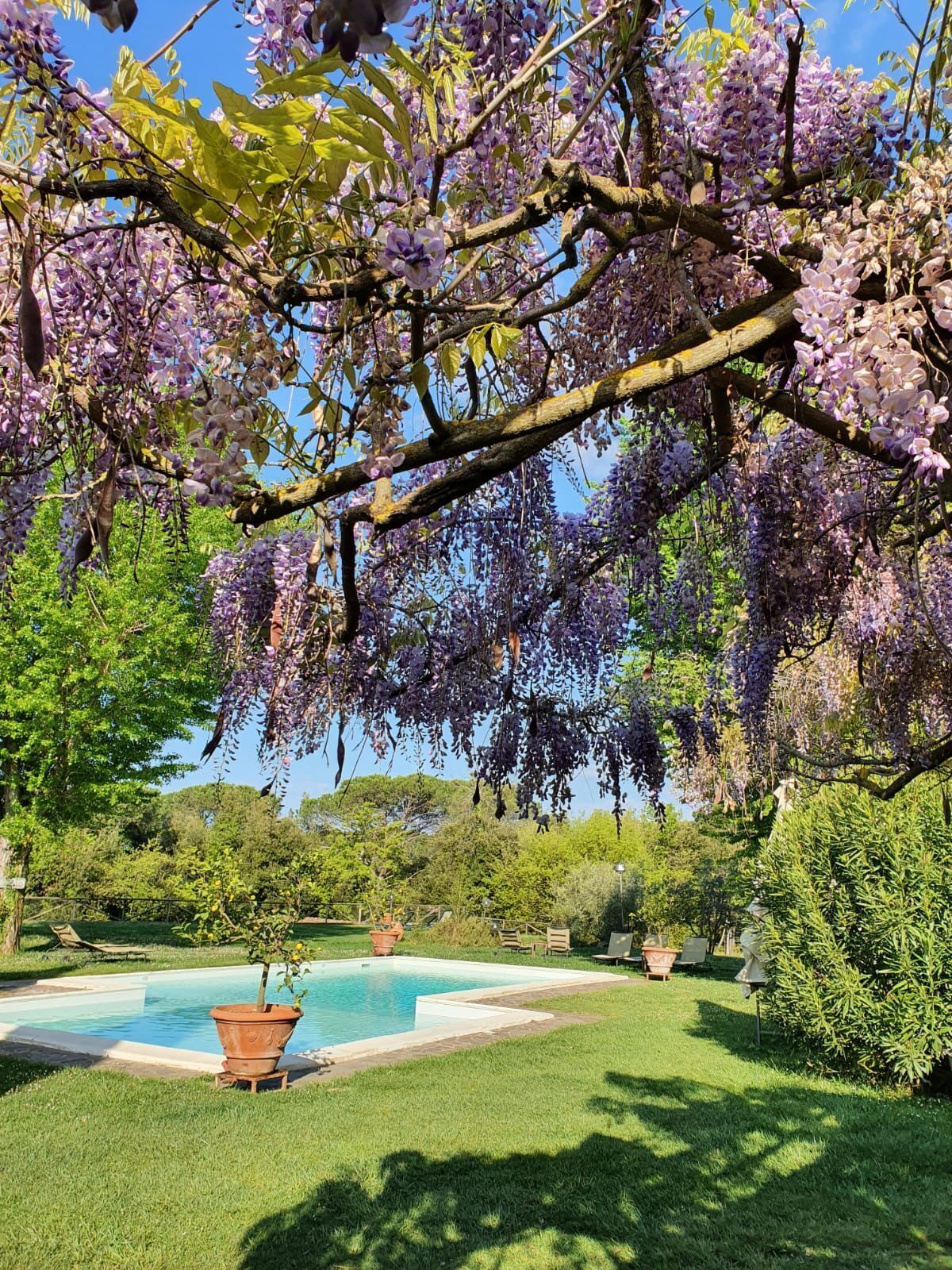 Seasonal outdoor pool, pool umbrellas, sun loungers
