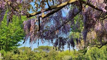 Seasonal outdoor pool, pool umbrellas, sun loungers