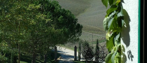 A rural road flanked by trees and a hill in the distance.