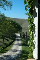 Una strada di campagna costeggiata da alberi, con una collina all'orizzonte.