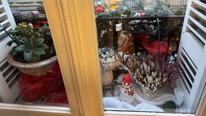 A window display with various potted plants and decorative items. - Hotel des Grands Hommes - Bordeaux Centre (Bordeaux)