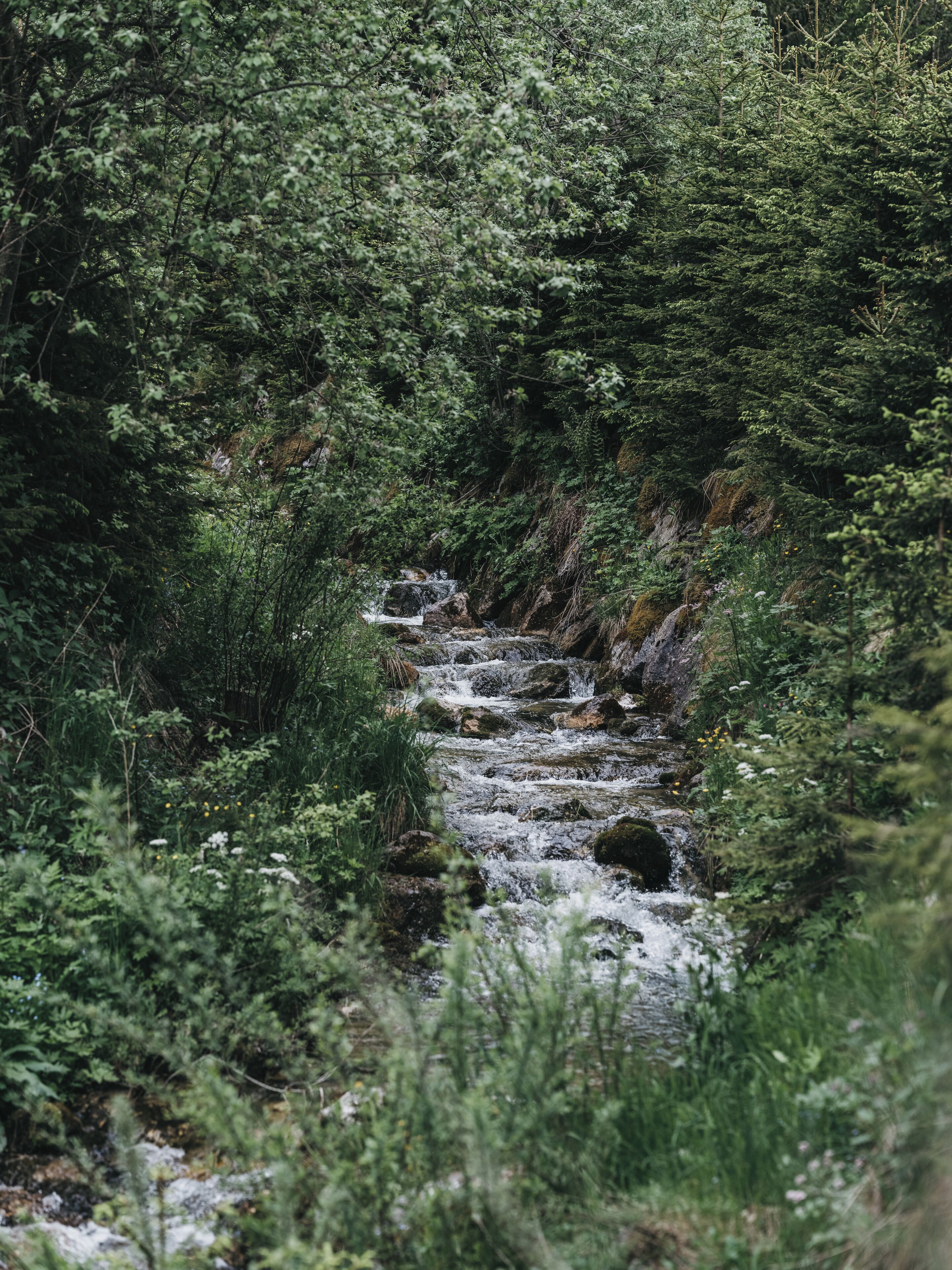 Un arroyo serpentea por una zona boscosa y densa.