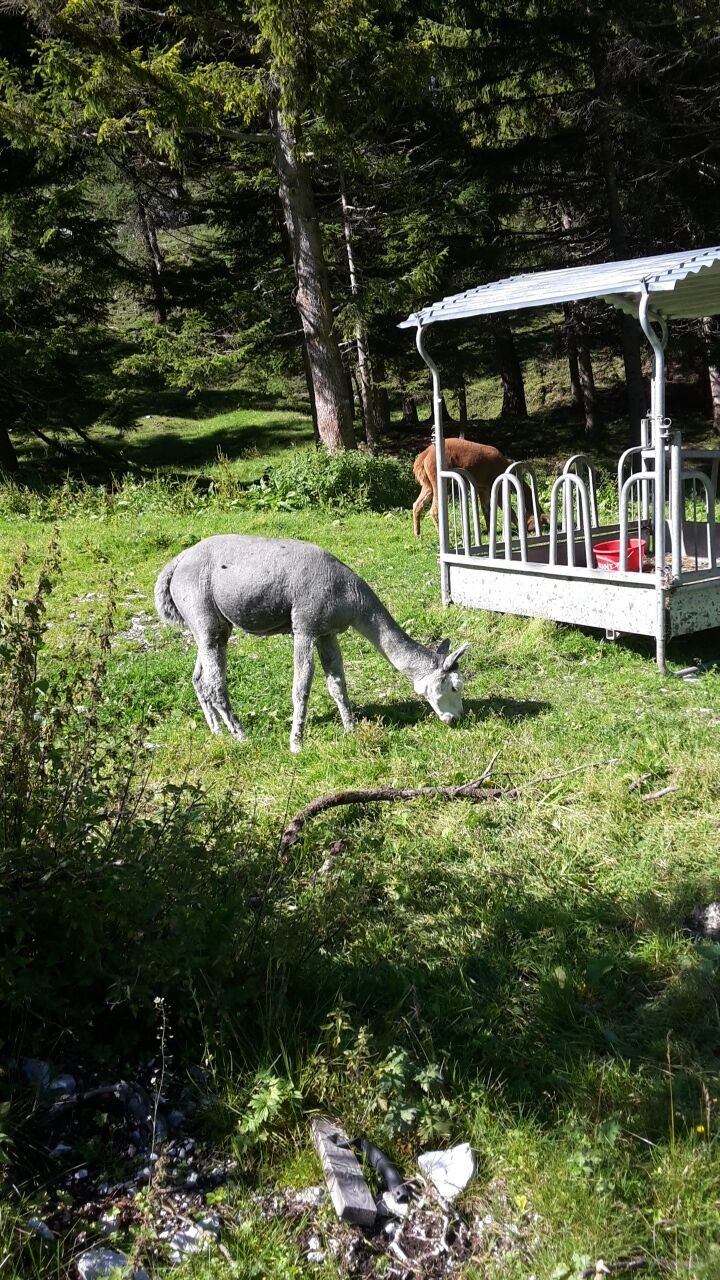 A rural setting with a white metal structure, possibly a shelter or a feeding station, and a grazing animal in the foreground.