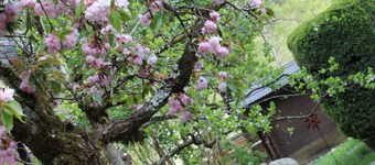 Die Lilie - Hotel Garni