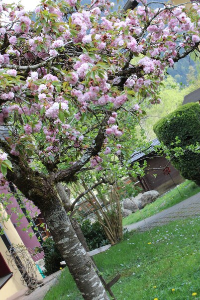 Die Lilie - Hotel Garni