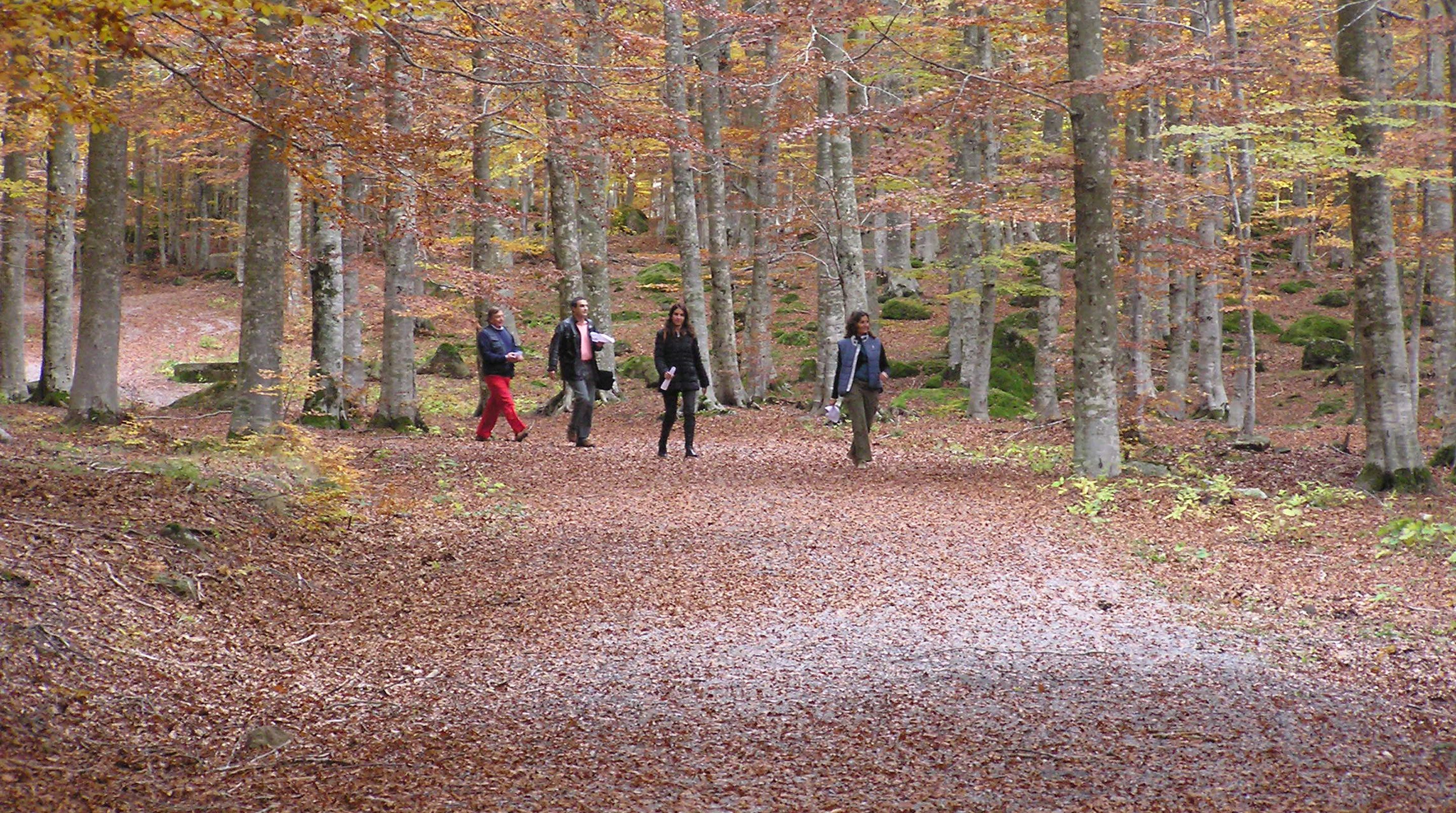 Un sendero en un bosque con cuatro personas caminando.