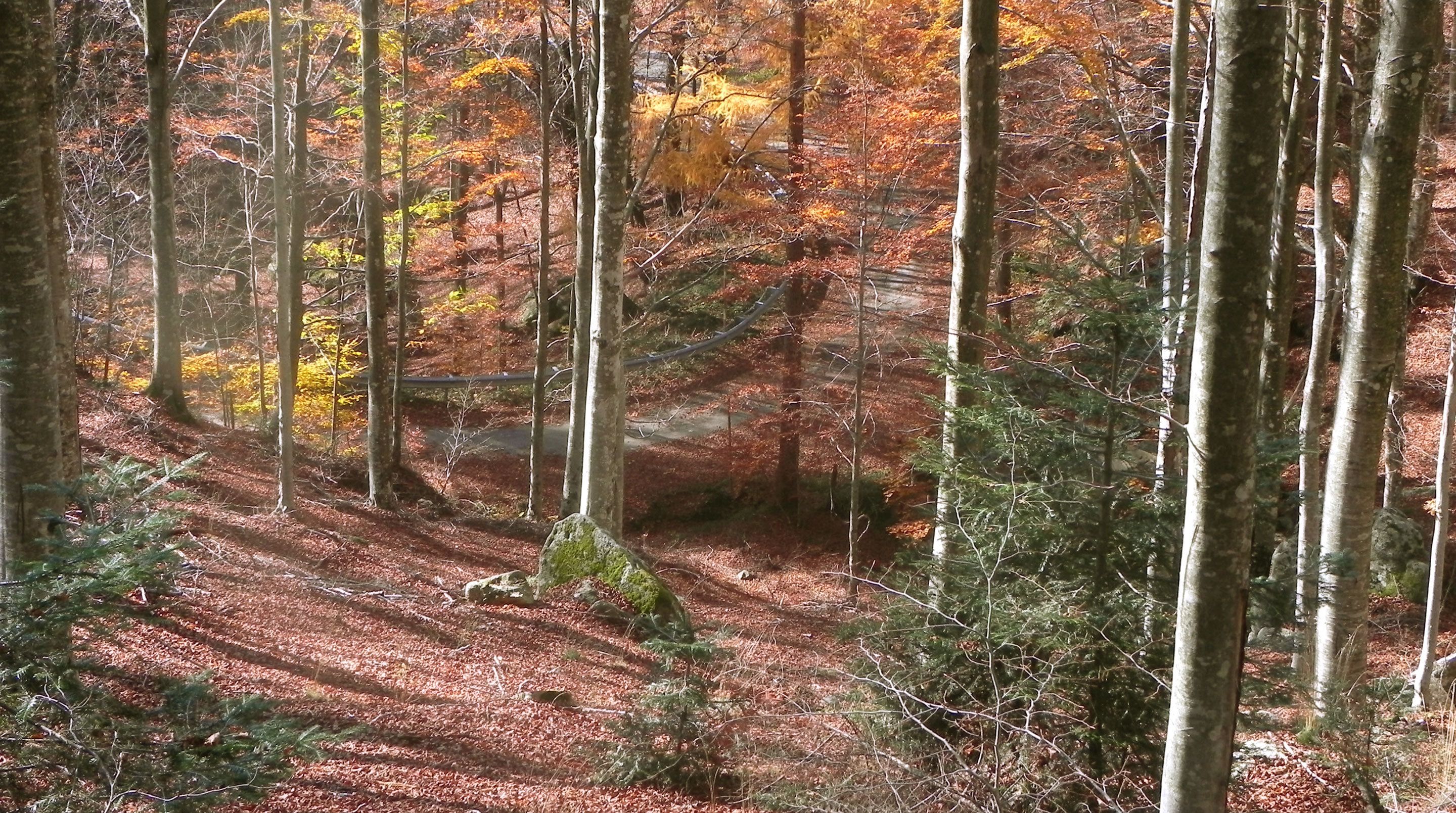 Een bos met een onverhard pad en bomen.