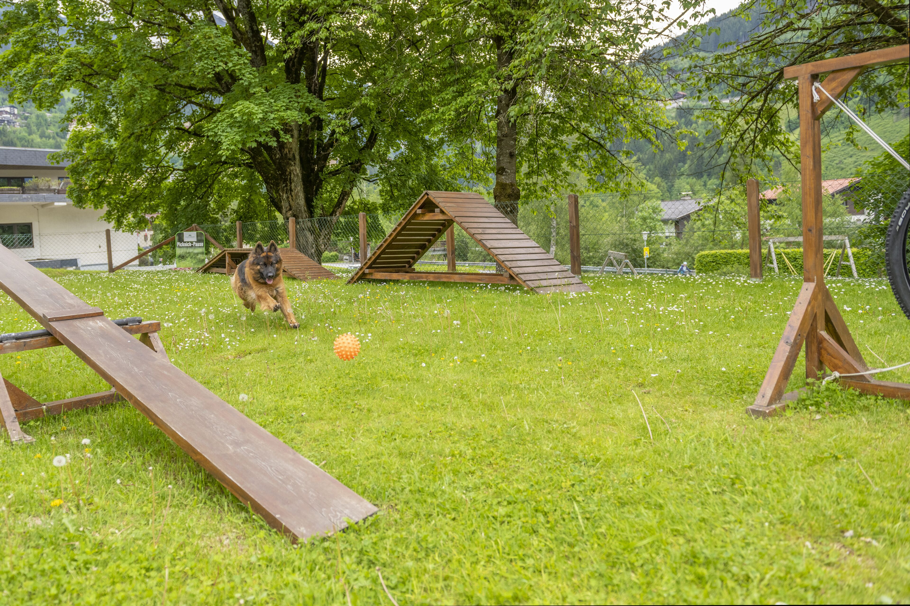 pet-friendly amenities