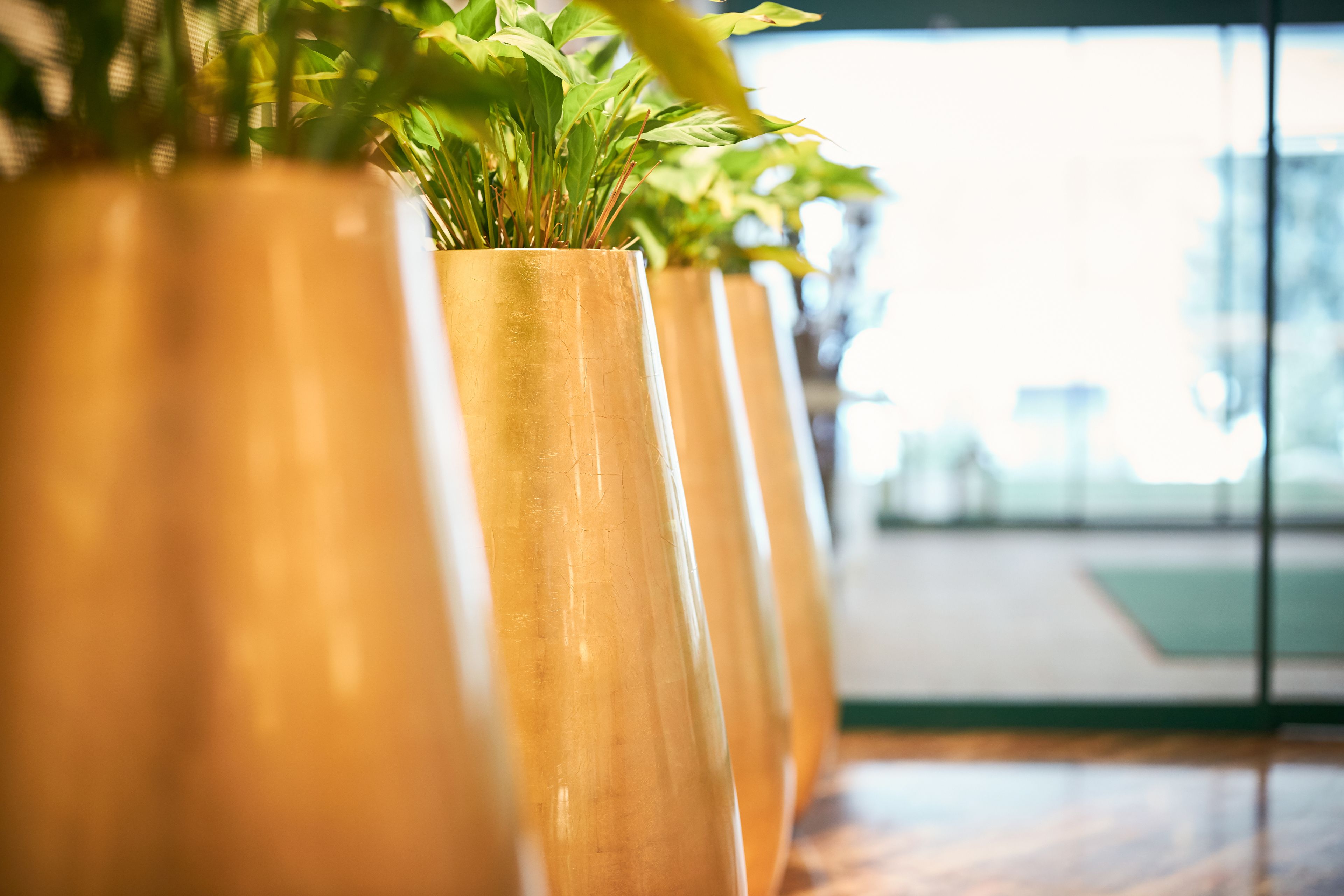 A row of tall, golden vases with green plants, placed indoors with a wooden floor and a glass wall in the background.