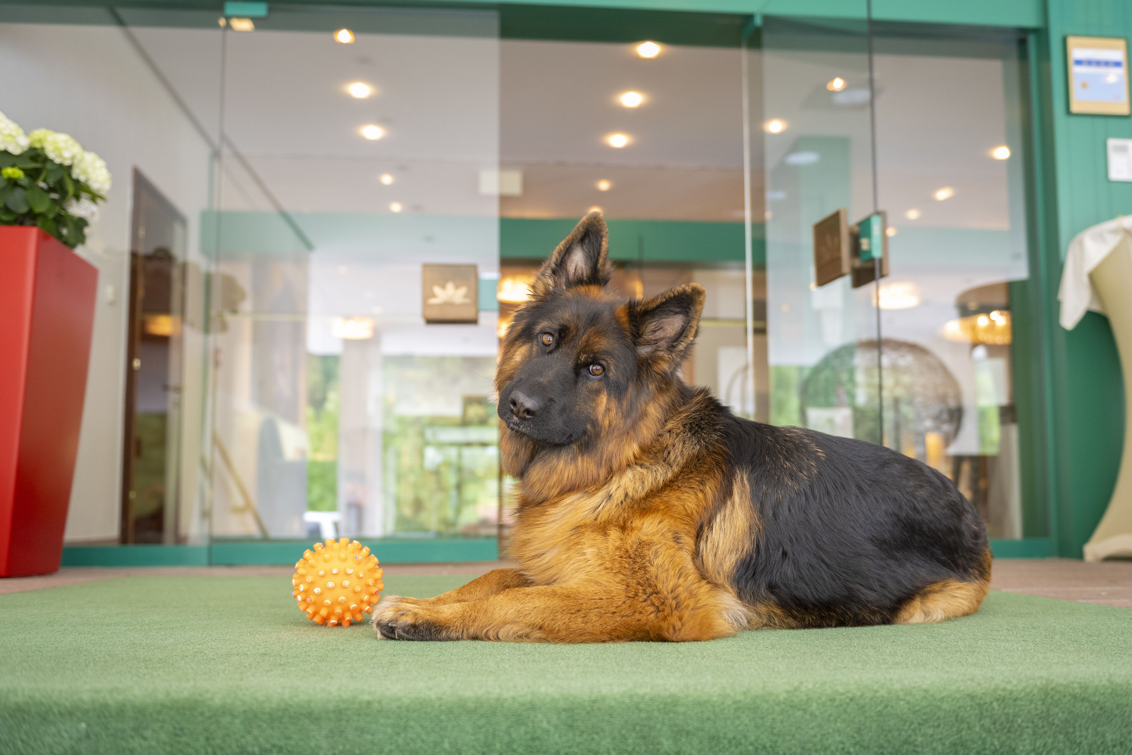 A German Shepherd lying on a green carpet with a spiky ball beside it, indoors with a glass door and a red planter in the background.