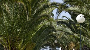 A pathway lined with palm trees leading to a body of water with a cityscape in the background. - Parador de Ayamonte (Ayamonte)