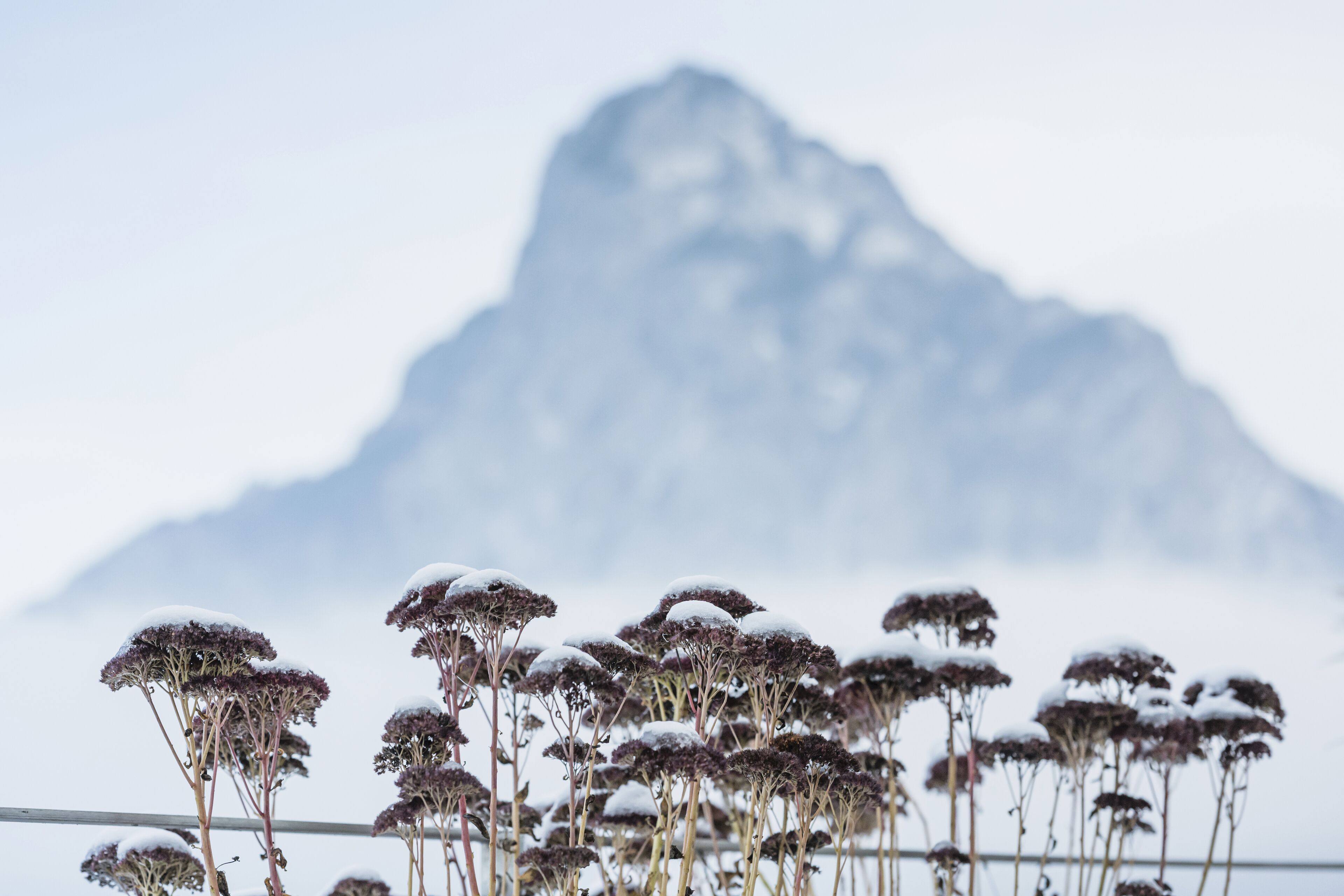 suite (traunsee) | view from room