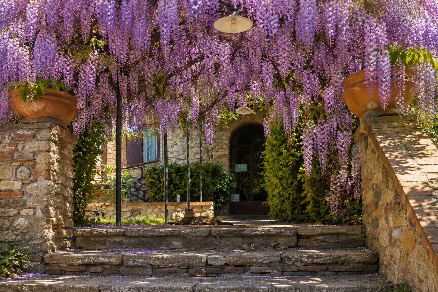 Una scala in pietra conduce all'ingresso di un edificio, circondata da piante rampicanti fiorite di colore viola.